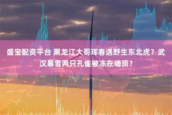 盛宝配资平台 黑龙江大哥珲春遇野生东北虎？武汉暴雪两只孔雀被冻在墙顶？
